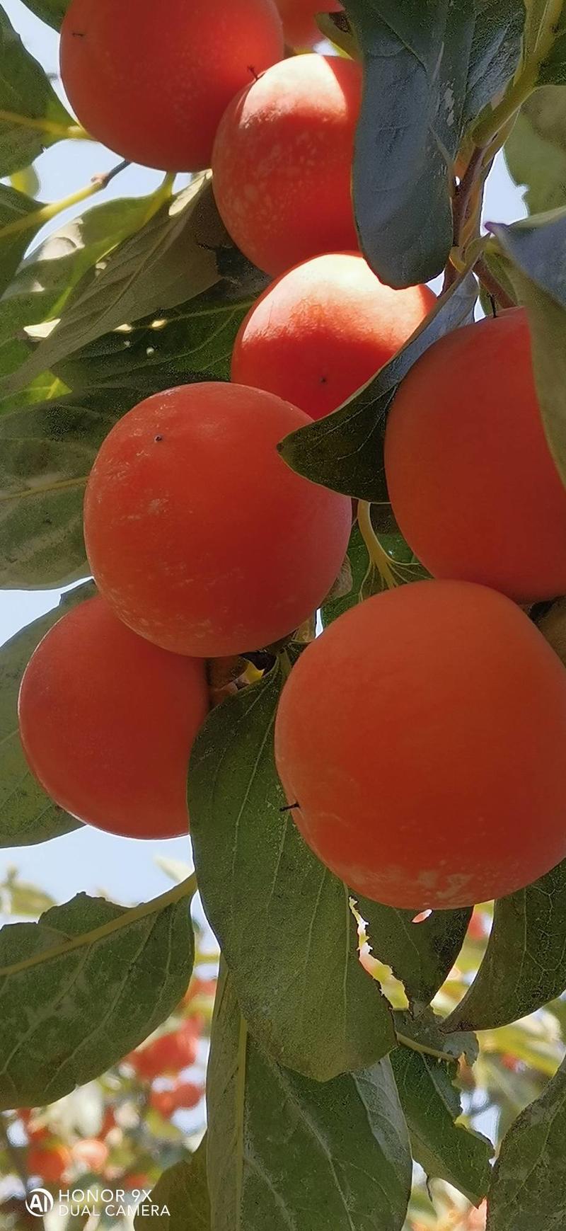 胭脂红柿子
