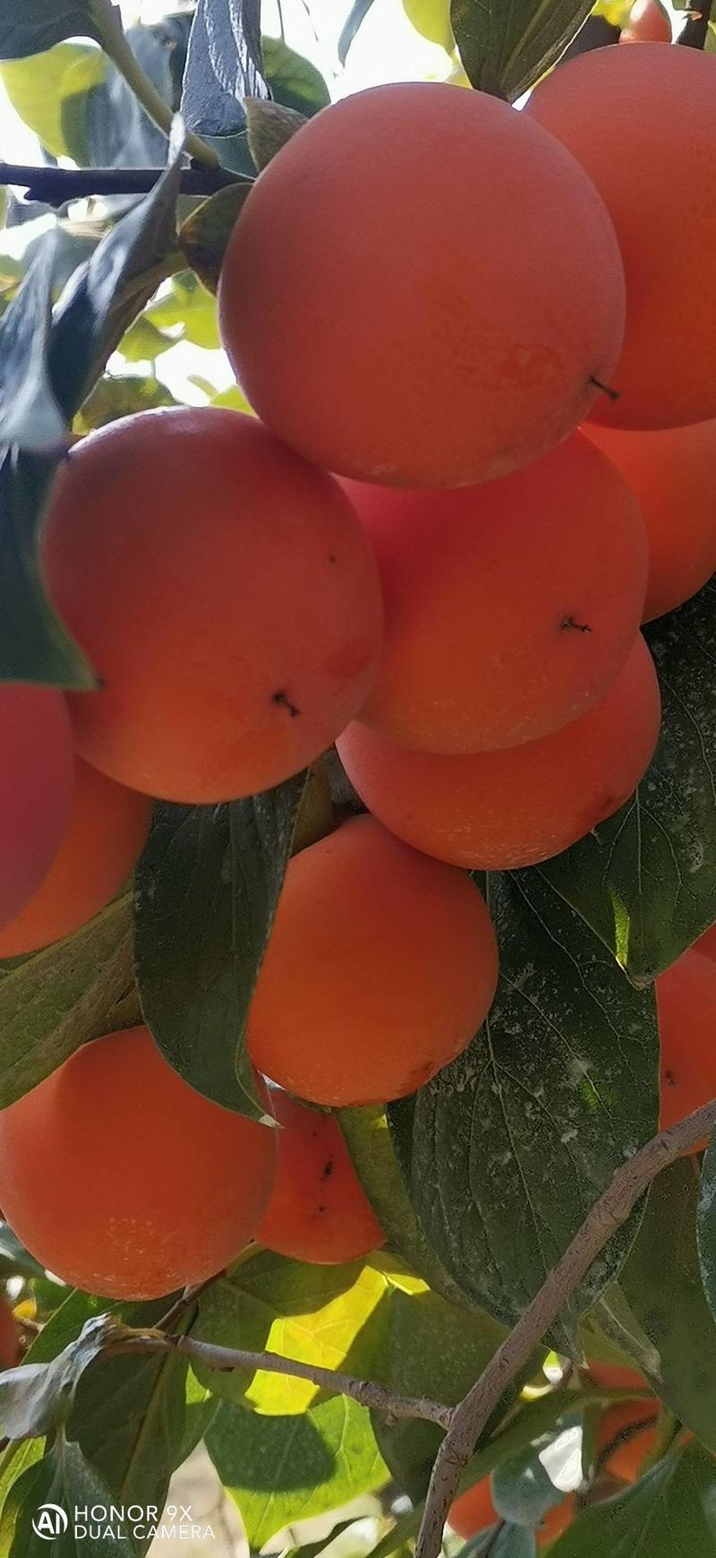 胭脂红柿子