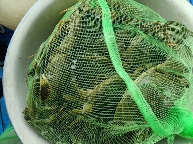 残母通货