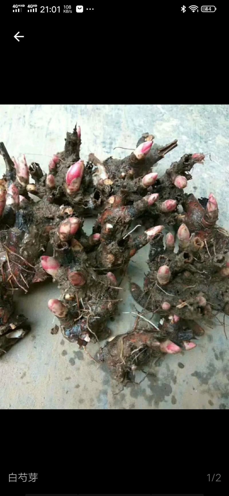 出售亳州优质白芍牙成活率98%产量高，包回收欢迎种植客户