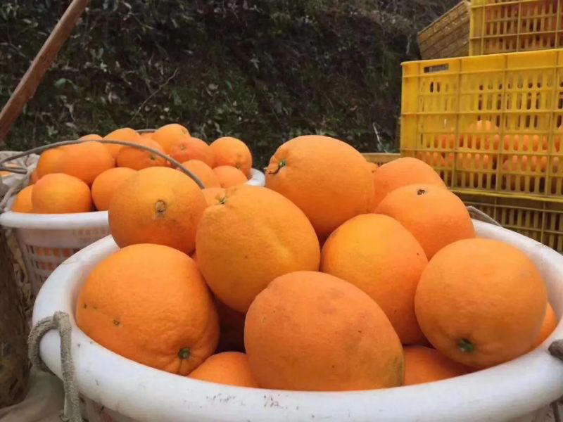 【精品】精品橙子大量供应个大汁水多欢迎合作