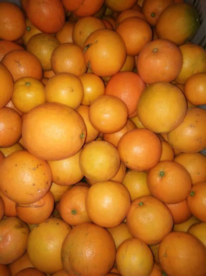 【精品】精品橙子大量供应个大汁水多欢迎合作