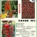 包邮，【采摘园推荐】红色玲珑蜜——红串。适合成串采收。
