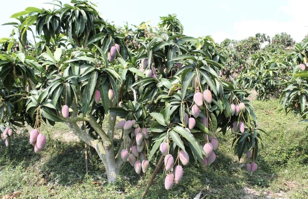 展示芒果起源地印度的芒果林,树木高大,果实累累 芒果的起源地