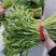 精品茼蒿大把小吧都行带跟切跟都有光杆茼蒿