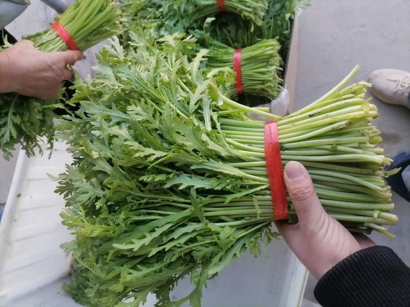 精品茼蒿大把小吧都行带跟切跟都有光杆茼蒿