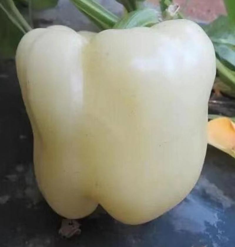 白色甜椒苗。品种新奇，欢迎试种！苗厂直发。