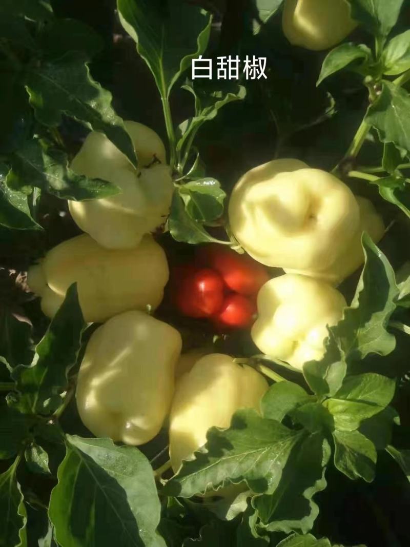 白色甜椒苗。品种新奇，欢迎试种！苗厂直发。