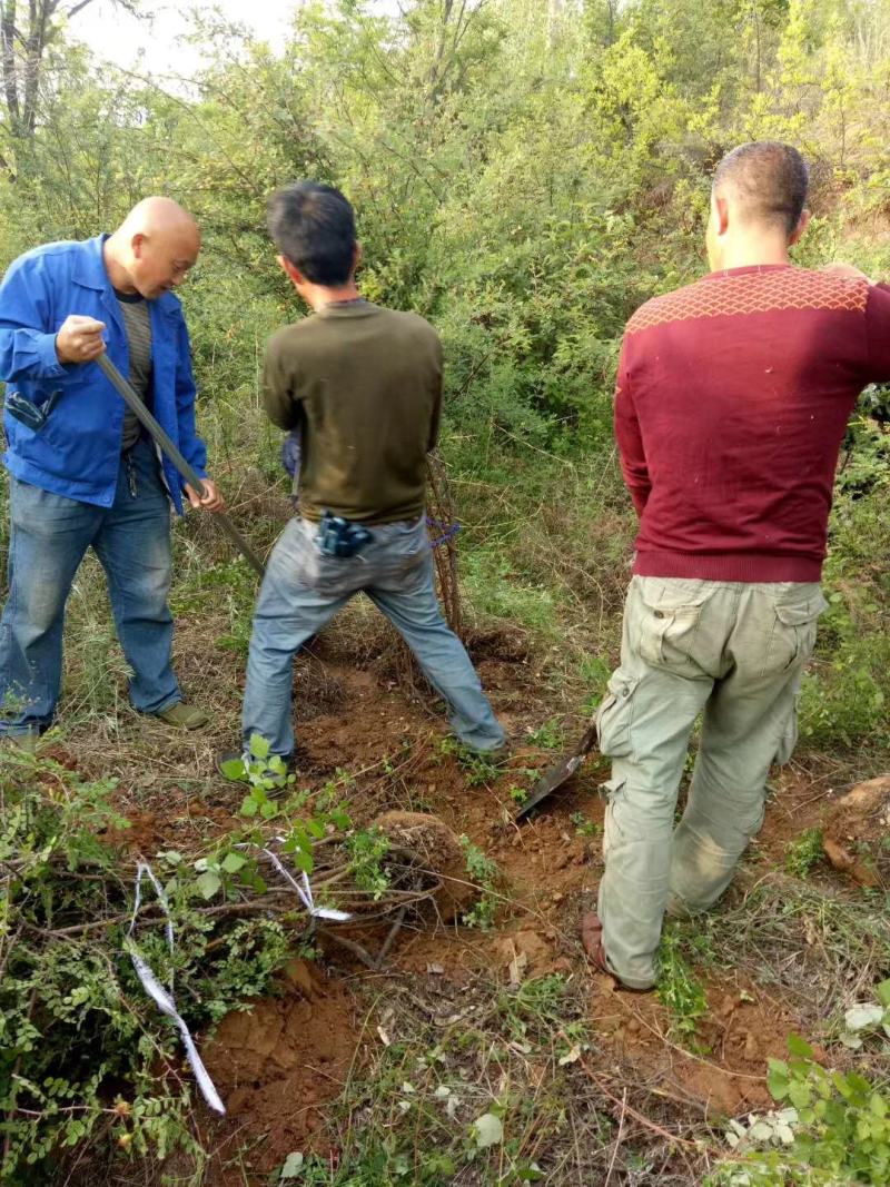 黄刺玫产地大规格黄刺玫批发黄刺玫价格山西丛生黄刺攻