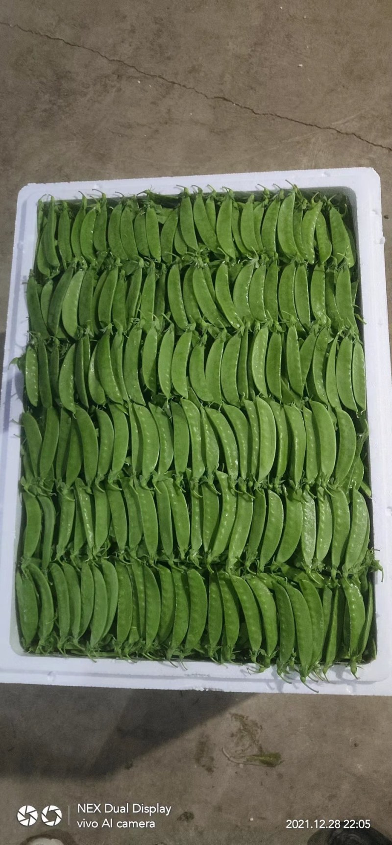 青椒，泡椒，龙椒，钱椒，小米辣，苦瓜，黄瓜，生黄……等等