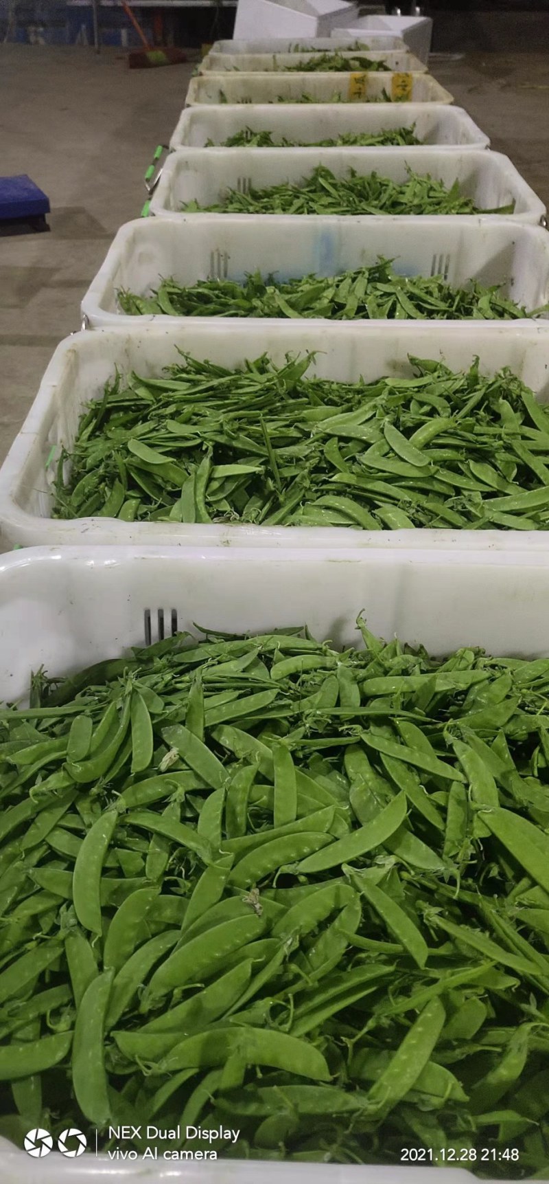 青椒，泡椒，龙椒，钱椒，小米辣，苦瓜，黄瓜，生黄……等等