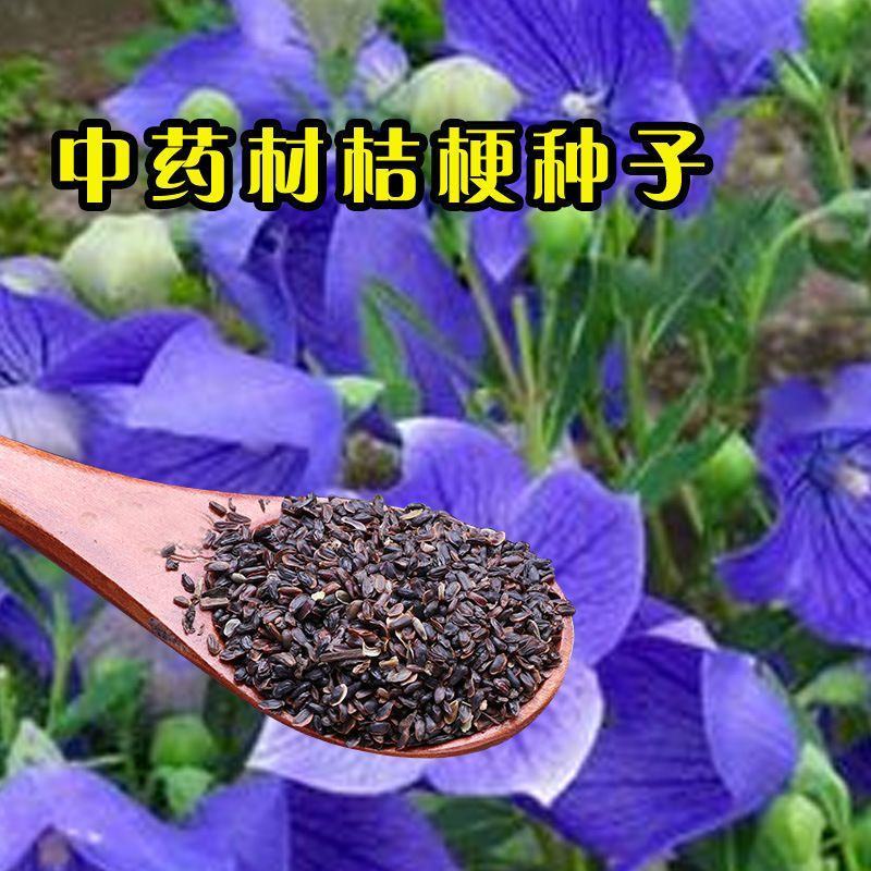 桔梗种子散装优质中药材桔梗花春四季观花阳台种植铃铛花桔梗