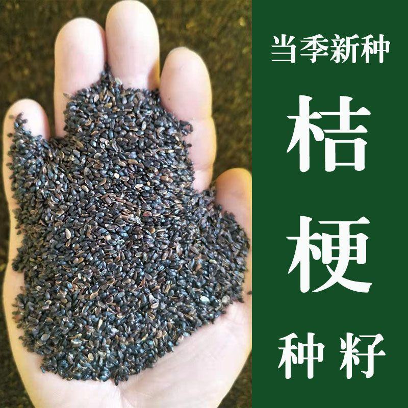 桔梗种子散装优质中药材桔梗花春四季观花阳台种植铃铛花桔梗