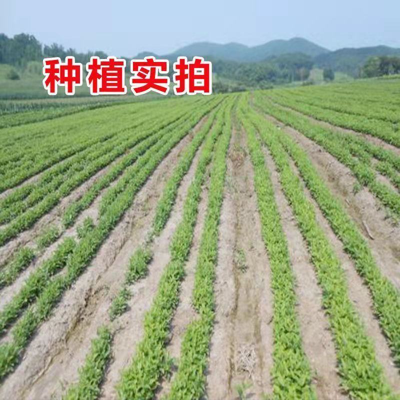 桔梗种子散装优质中药材桔梗花春四季观花阳台种植铃铛花桔梗