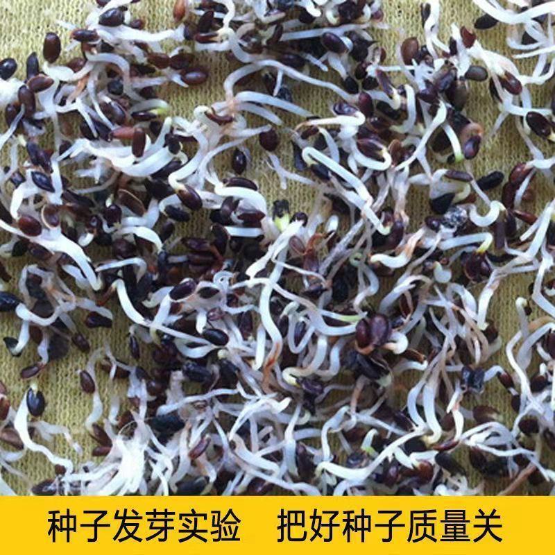 桔梗种子散装优质中药材桔梗花春四季观花阳台种植铃铛花桔梗