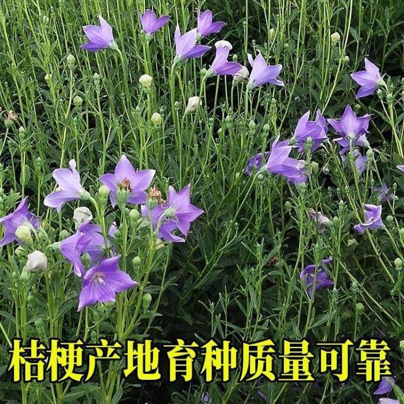 桔梗种子散装优质中药材桔梗花春四季观花阳台种植铃铛花桔梗