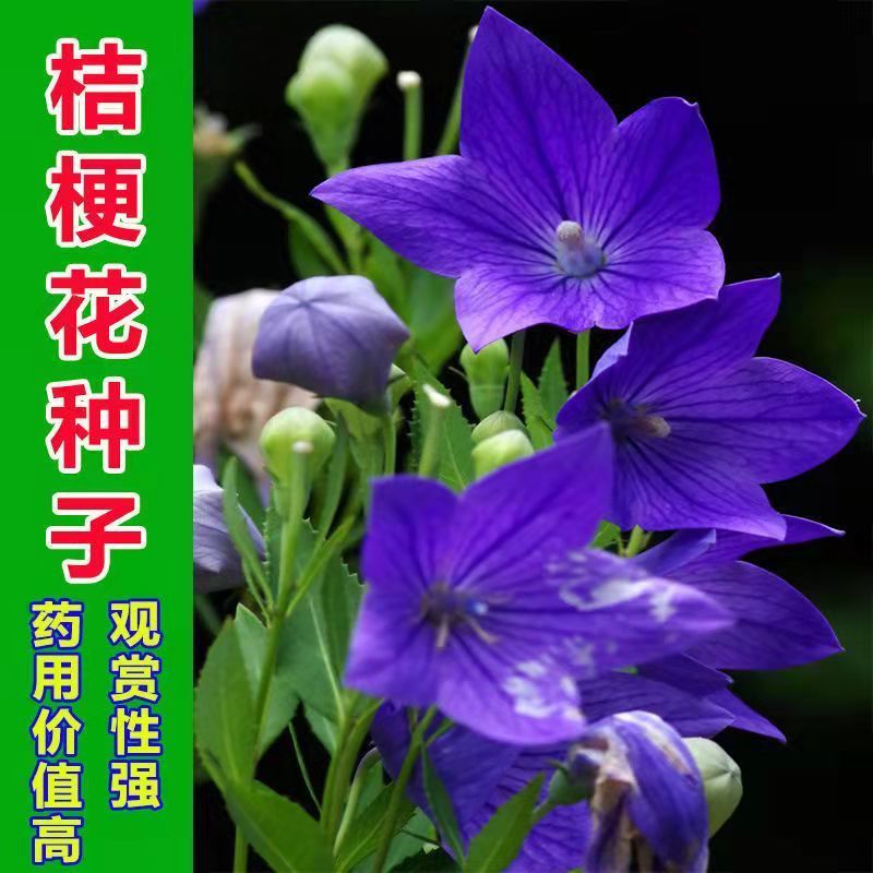 桔梗种子散装优质中药材桔梗花春四季观花阳台种植铃铛花桔梗
