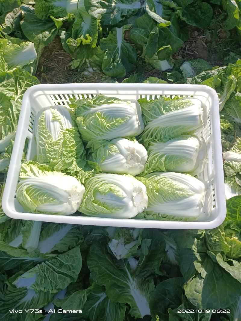 精品黄心菜！夏阳菜！货源充足！量大质优，产地直发保证质量