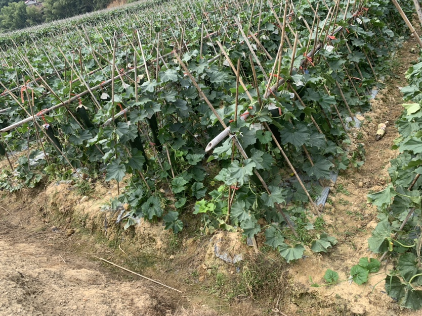 长江流域冬瓜地爬式栽培示意图 长江流域冬瓜地爬式栽培示意图
