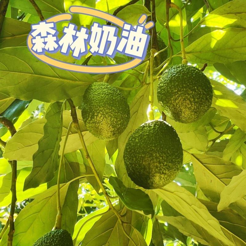 牛油果种子苗接穗嫁接苗当年结果带土带叶四季全年种植果