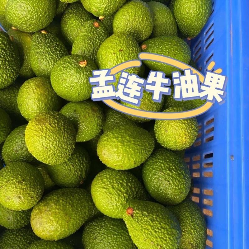 牛油果种子苗接穗嫁接苗当年结果带土带叶四季全年种植果