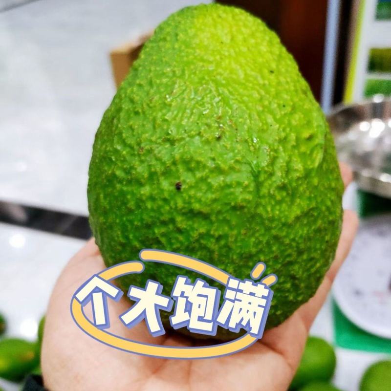 牛油果种子苗接穗嫁接苗当年结果带土带叶四季全年种植果