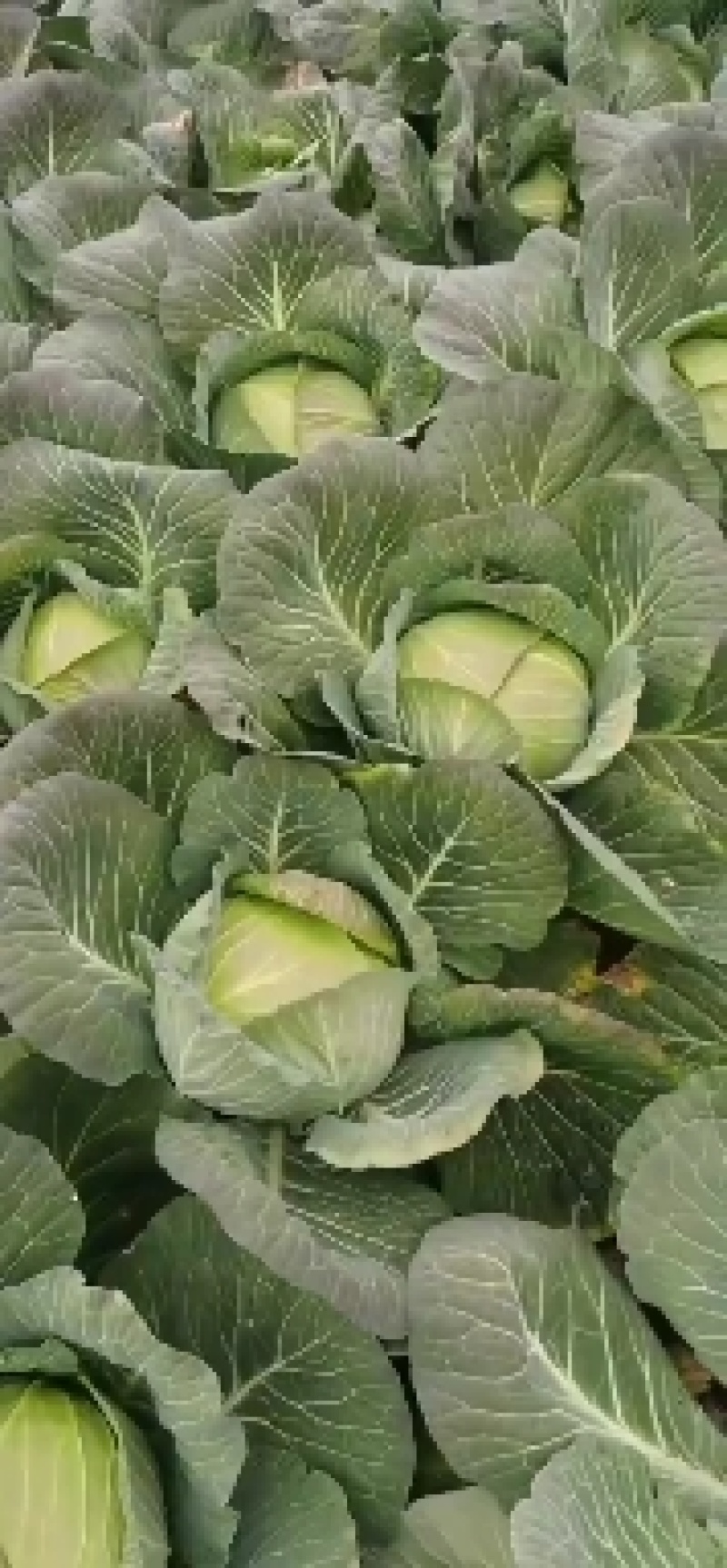 湖北甘蓝扁包菜大量上市中，产地供货质量好价格公道