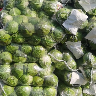 湖北万亩基地大量出售精品甘蓝，欢迎各位老板前来定购