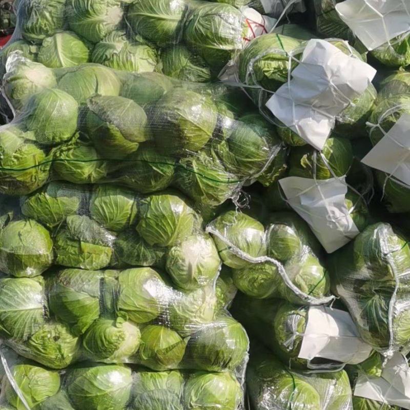 湖北万亩基地大量出售精品甘蓝，欢迎各位老板前来定购