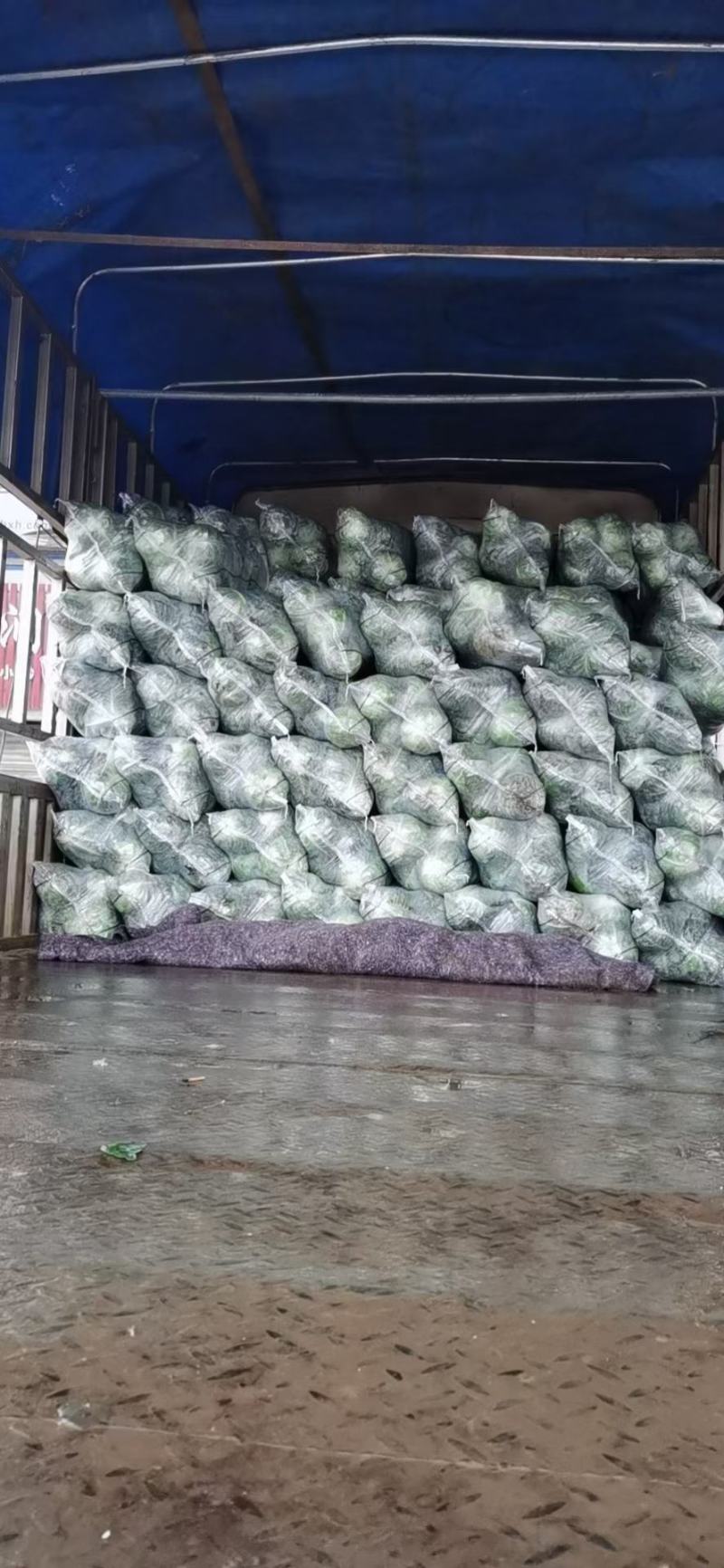 湖北万亩基地大量出售精品甘蓝，欢迎各位老板前来定购