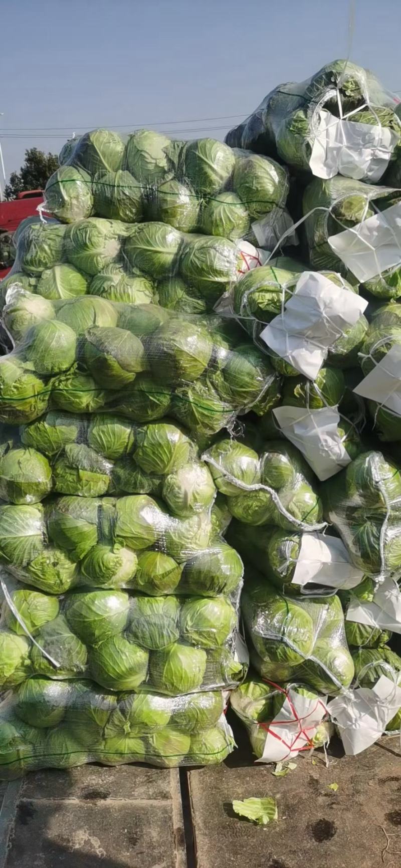 湖北万亩基地大量出售精品甘蓝，欢迎各位老板前来定购