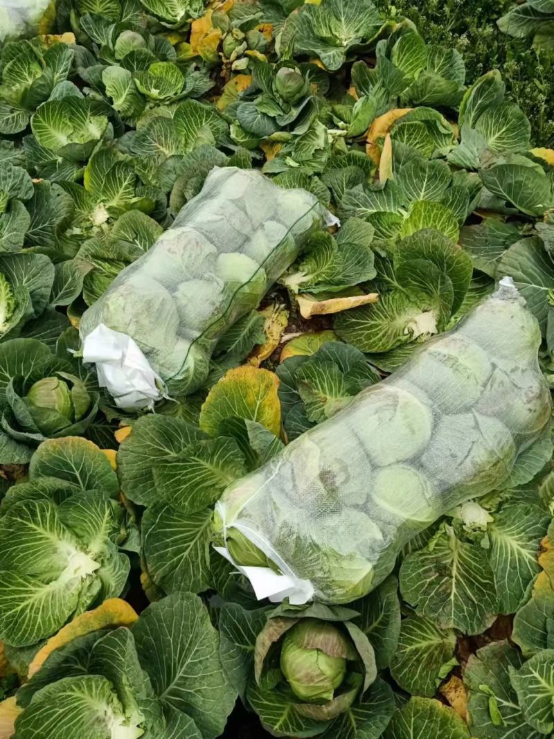 湖北万亩基地大量出售精品甘蓝，欢迎各位老板前来定购