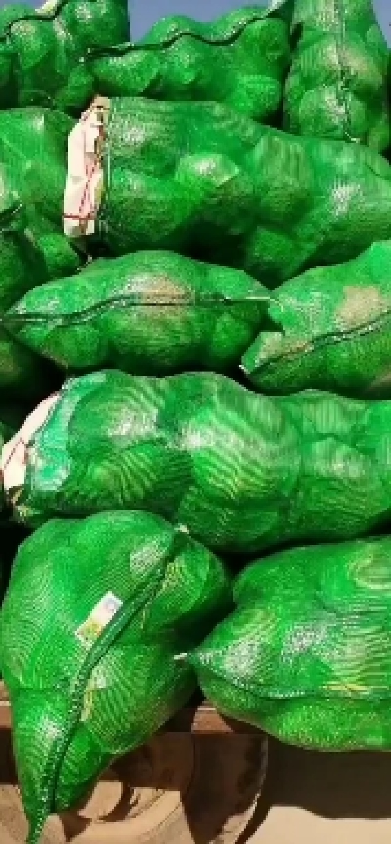 湖北万亩基地大量出售精品甘蓝，欢迎各位老板前来定购