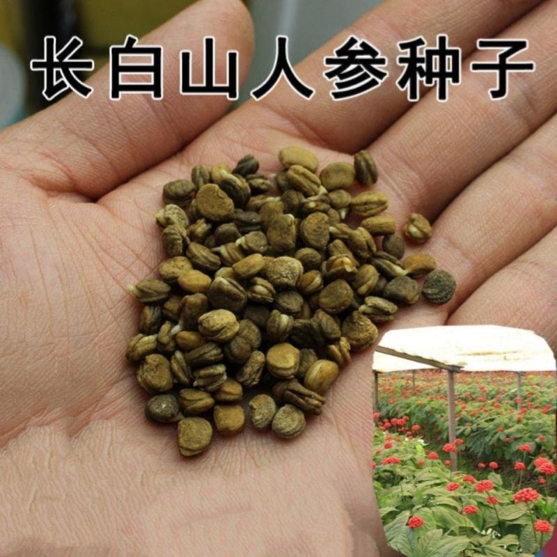 人参种子东北长白野山参西洋参药材春秋四季阳台盆栽易种植物