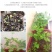 人参种子东北长白野山参西洋参药材春秋四季阳台盆栽易种植物