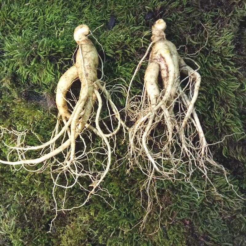 人参种子东北长白野山参西洋参药材春秋四季阳台盆栽易种植物