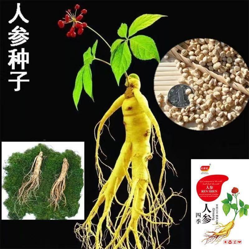 人参种子东北长白野山参西洋参药材春秋四季阳台盆栽易种植物