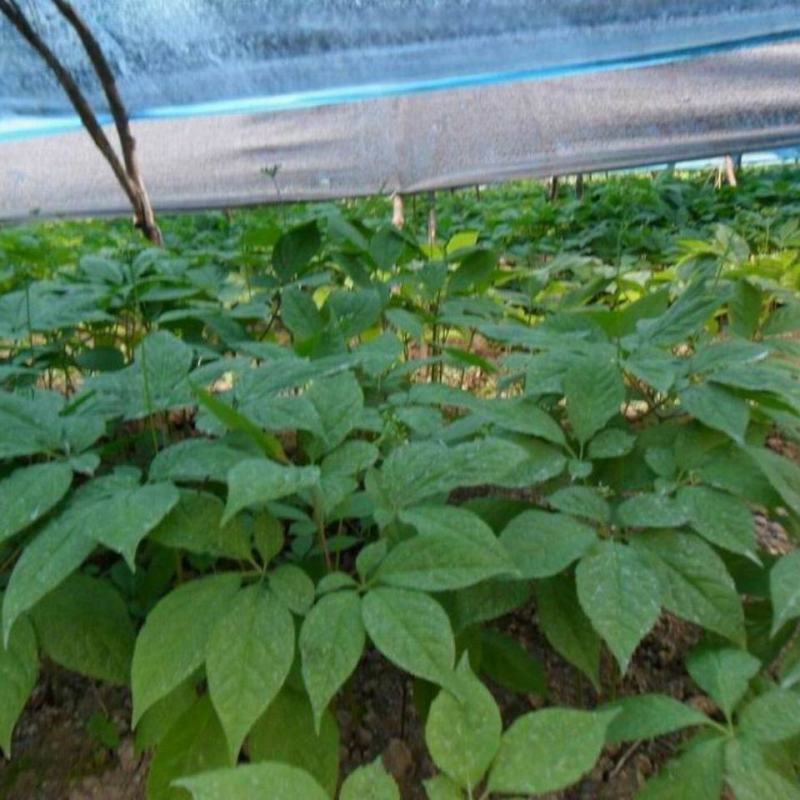 人参种子东北长白野山参西洋参药材春秋四季阳台盆栽易种植物