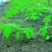 人参种子东北长白野山参西洋参药材春秋四季阳台盆栽易种植物