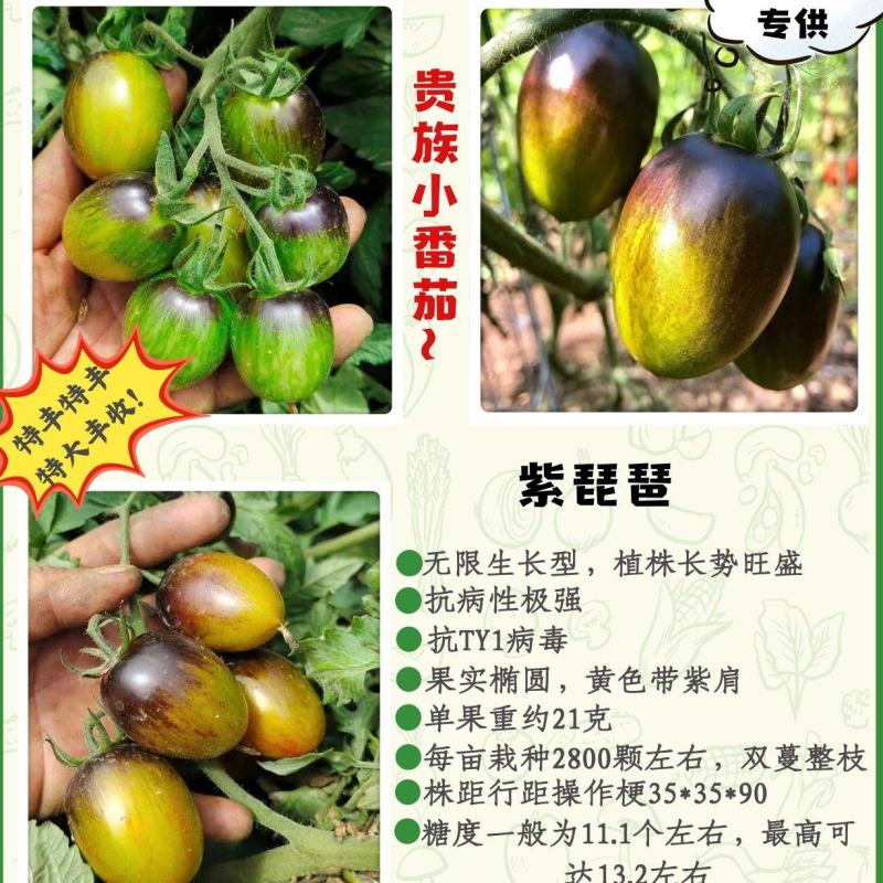 包邮，紫琵琶，品种新奇，苗厂直发，可以试种。
