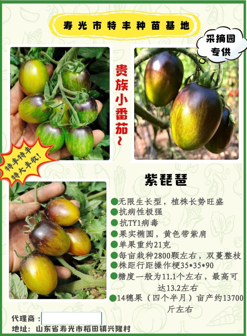包邮，紫琵琶，品种新奇，苗厂直发，可以试种。