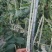 厚肉白豇豆种子大白长雪豇粗长肉厚洁白高产耐高低温