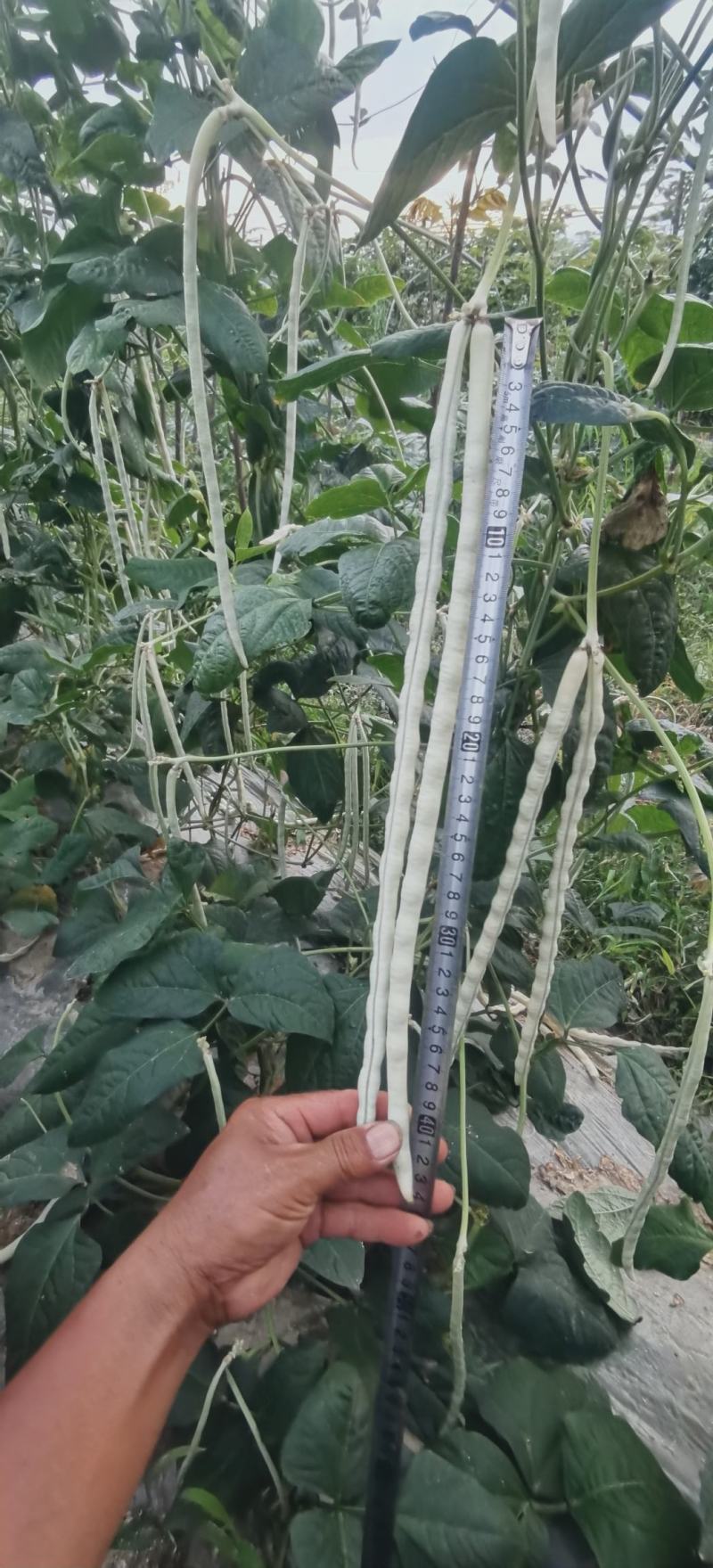 厚肉白豇豆种子大白长雪豇粗长肉厚洁白高产耐高低温