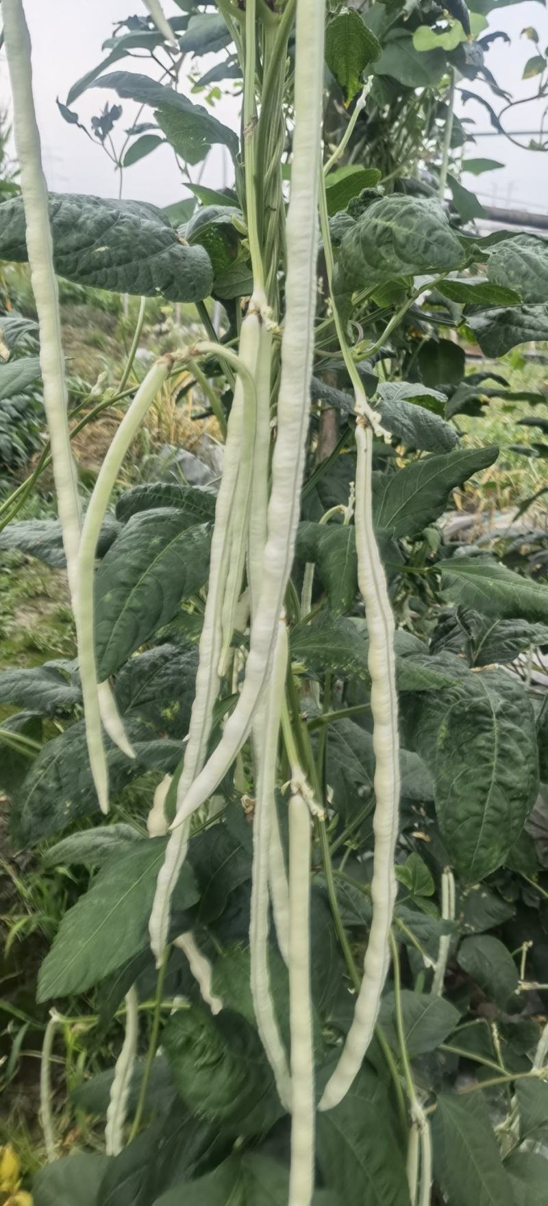 厚肉白豇豆种子大白长雪豇粗长肉厚洁白高产耐高低温