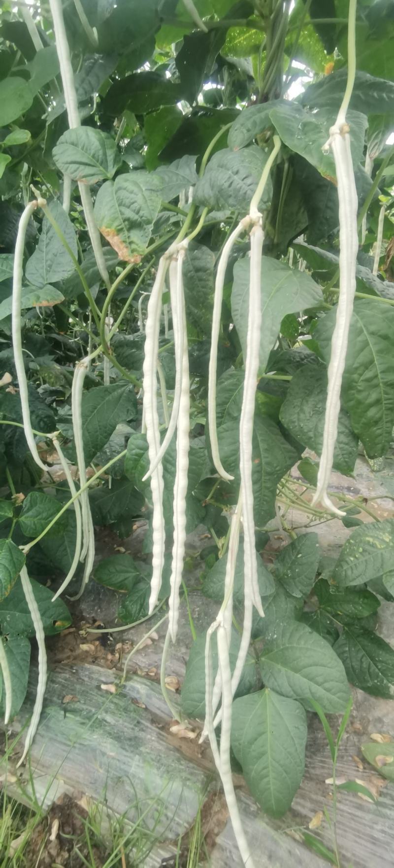 厚肉白豇豆种子大白长雪豇粗长肉厚洁白高产耐高低温