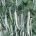 厚肉白豇豆种子大白长雪豇粗长肉厚洁白高产耐高低温