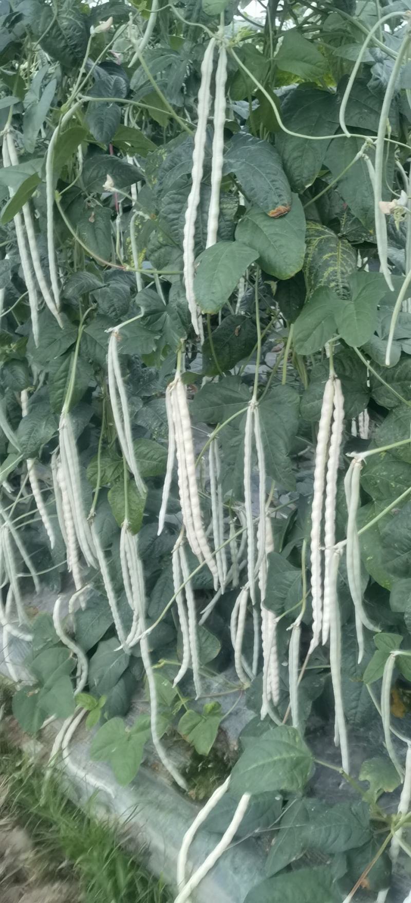 厚肉白豇豆种子大白长雪豇粗长肉厚洁白高产耐高低温
