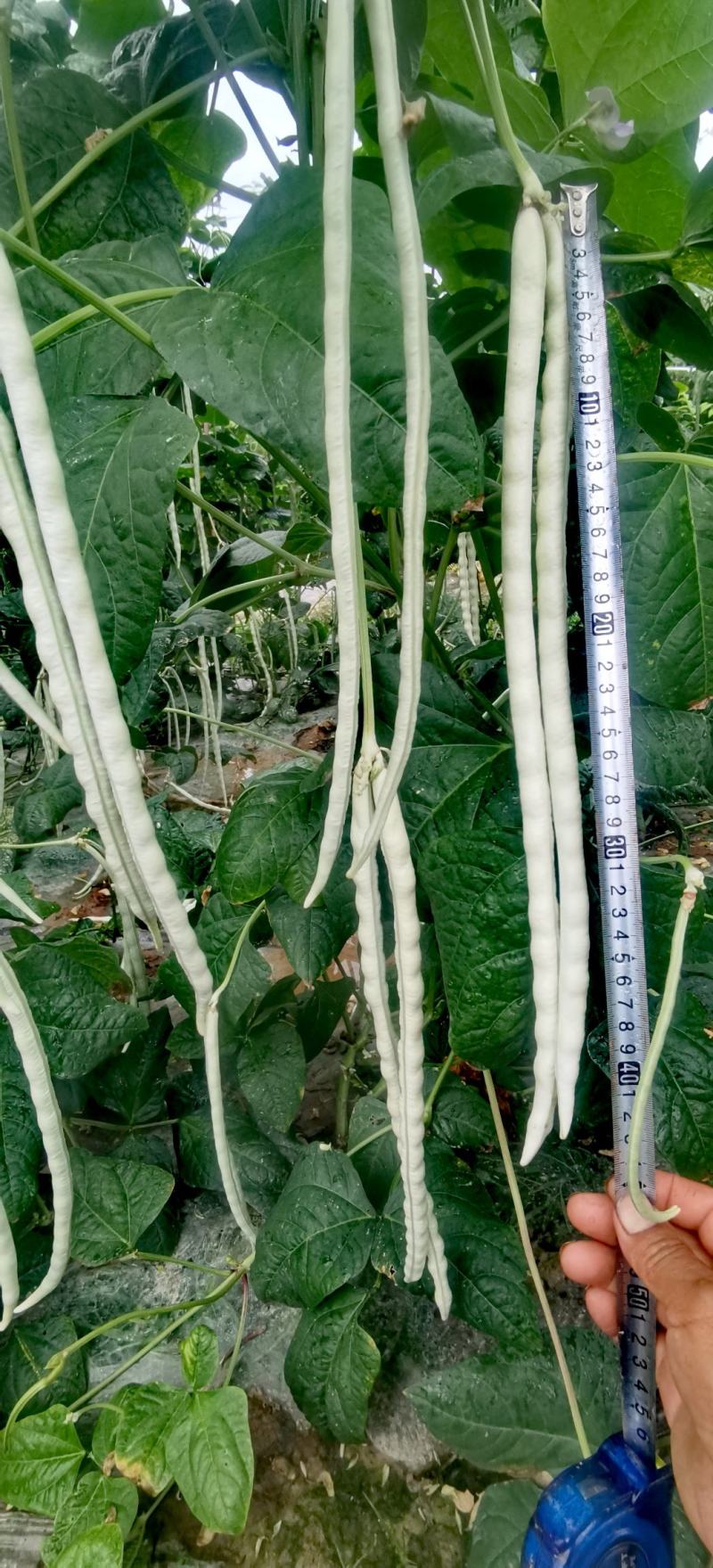 厚肉白豇豆种子大白长雪豇粗长肉厚洁白高产耐高低温
