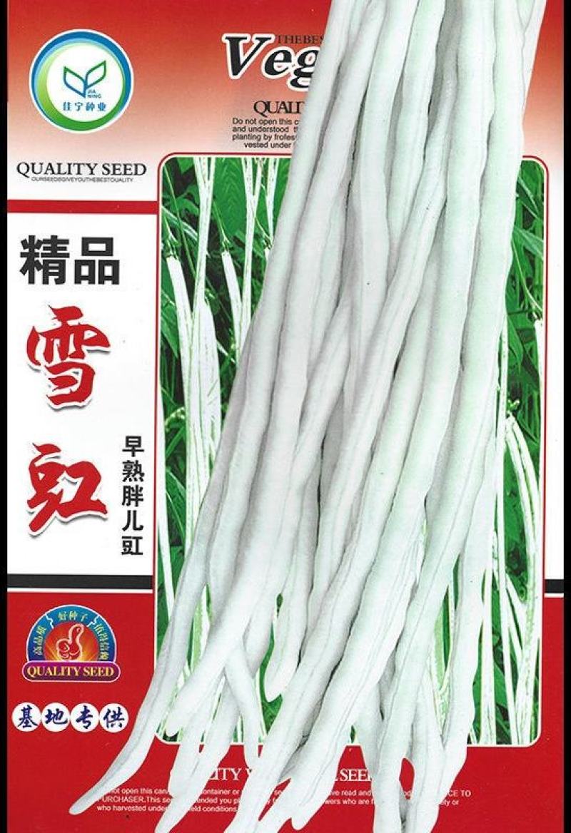 厚肉白豇豆种子大白长雪豇粗长肉厚洁白高产耐高低温