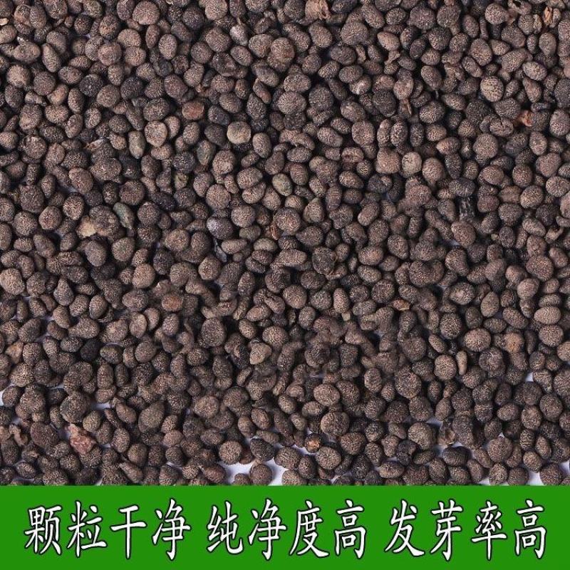 2022年九月新采收太子参种子中药材太子参孩儿参基地育种